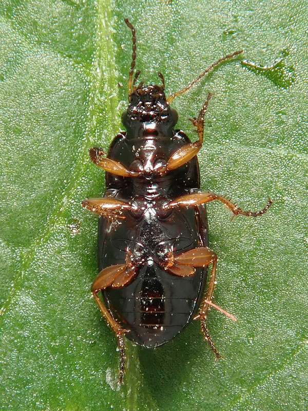 Carabidae: Harpalus? No, Amara lucida